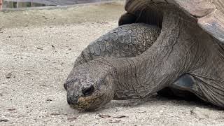 Sleepy Tortoise