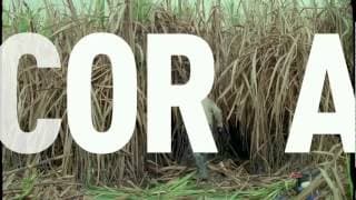 Corta - Trailer
