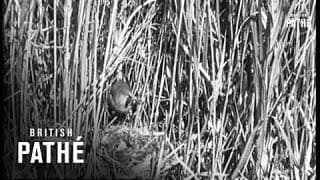 Secrets Of Nature - The Raiders Of The Fens (1930)