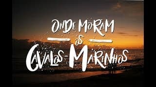 ONDE MORAM OS CAVALOS-MARINHOS / TEASER