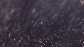 Inspection 01 | Short Film