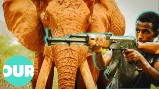 The Poachers Who Killed Satao, Kenyas Most Beloved Elephant | Animal Black Ops | Our World