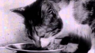 Kitty Cleans Up (1949)