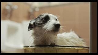 'A Stray' (2016) Official Trailer