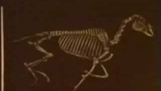 Animals in Motion