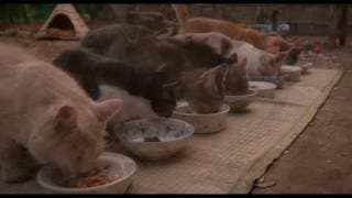 Neko Atsume Japanese Live Action Movie Trailer English Subtitles