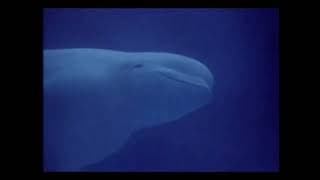 Oceans Alive Intro