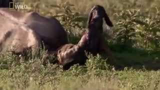 Brutal Killers   National Geographic