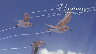 FLYWAYS : The untold journey of migratory shorebirds.  Official Trailer [April 2023]