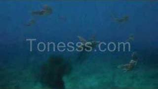 Sea Monsters: a Prehistoric Adventure (Trailer)