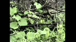 Trailer: Kahankar: Ahankar (Story Maker: Story Taker)