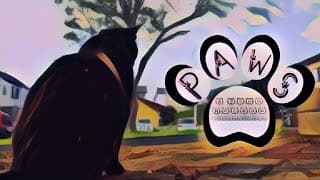 Paws | A Zion McLean Documentary