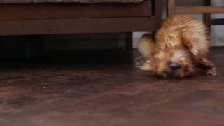 TRAILER Vida de perros 2016
