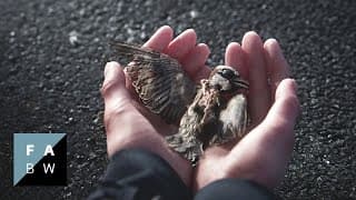 A Sparrow's Song | Trailer (2025)