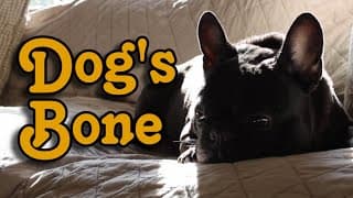 Dog's Bone (Comedy Short Film)