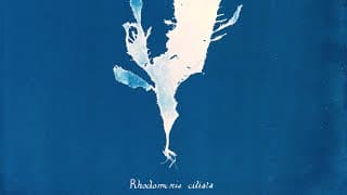 Ghost Protists - trailer | IFFR 2025