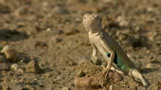 Nat Geo Wild: Destination Wild: Mexico Untamed