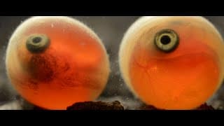 Trailer Sockeye Salmon. Red fish / Трейлер фильма "Нерка. Рыба красная"  2020 SHPILENOKFILM