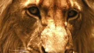 The Lions of Sabi Sand: Brothers in Blood