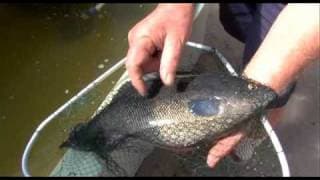 Aquaponics Made Easy DVD