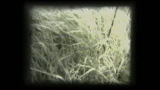 Milos Sejn: GRASS 1967–1970–1993