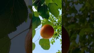 Tangerine Trailer