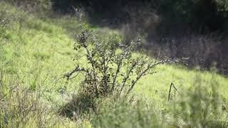 “Shrub Oak” experimental animation