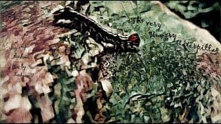 The Very Hungry Caterpillar | a film by Kashyap.V