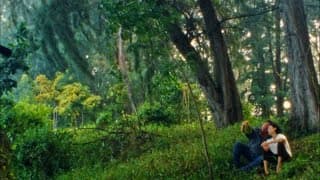 Durian, Durian - trailer | IFFR 2025
