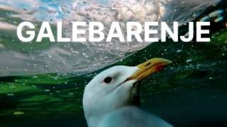 Galebarenje | wosh production