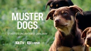 Muster Dogs | ABC TV