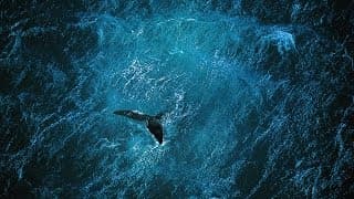 Planet Ocean [UK]- the film by Yann Arthus-Bertrand & Michael Pitiot