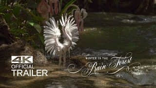 WINTER IN THE RAINFOREST Trailer (2019)
