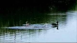Birdie & Bogey - Official Trailer