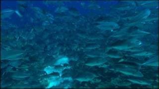OCEAN WONDERLAND 3D - IMAX - (English)