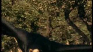 Walking with Caveman (trailer)