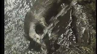Tarka the Otter (1979) Rank/Thorn EMI Home Video Australia Trailer