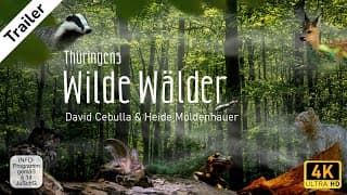 Trailer "Wilde Wälder" | David Cebulla Naturfilme  [4K]