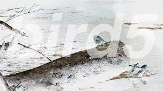 bird5.mp4