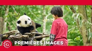 MOON LE PANDA - Premières images [Le 9 avril au cinéma ]