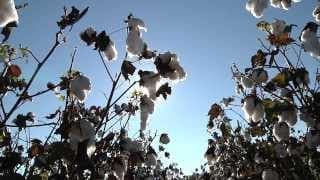 Voices of the Lumbee Trailer