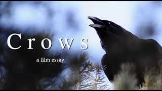 Crows - A film essay