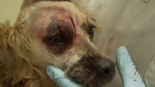 refuge animal anglo