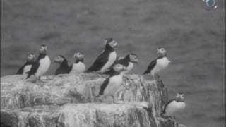Nursery Island (1936) - extract