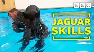 Baby Jaguar's very  first swim - Big Cats about the house - BBC Two