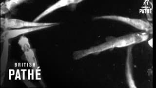 Secrets Of Nature - The Two Pounder (1931)