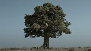 BESIEGED BREAD - TRAILER
