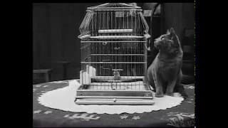 A Little Hero (1913)
