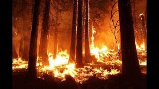 Wilder Than Wild: Fire, Forests and the Future (Trailer) - Green Film Fest