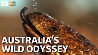Australia's Wild Odyssey | Coming to ABC in 2023 | ABC TV + iview